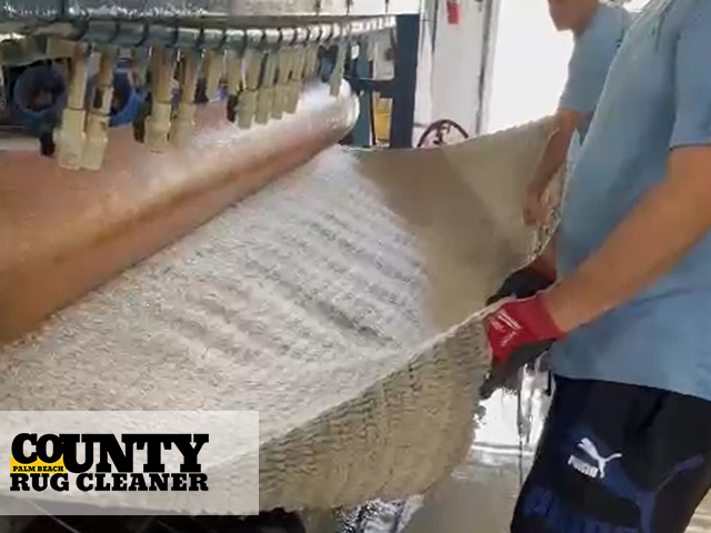 Pet Odor Removal Service