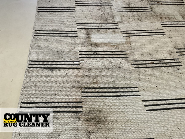 Professional Pet Odor Removal